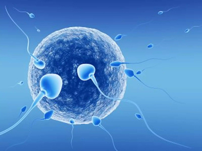 Main stages of in-vitro fertirization and embryo transfer
